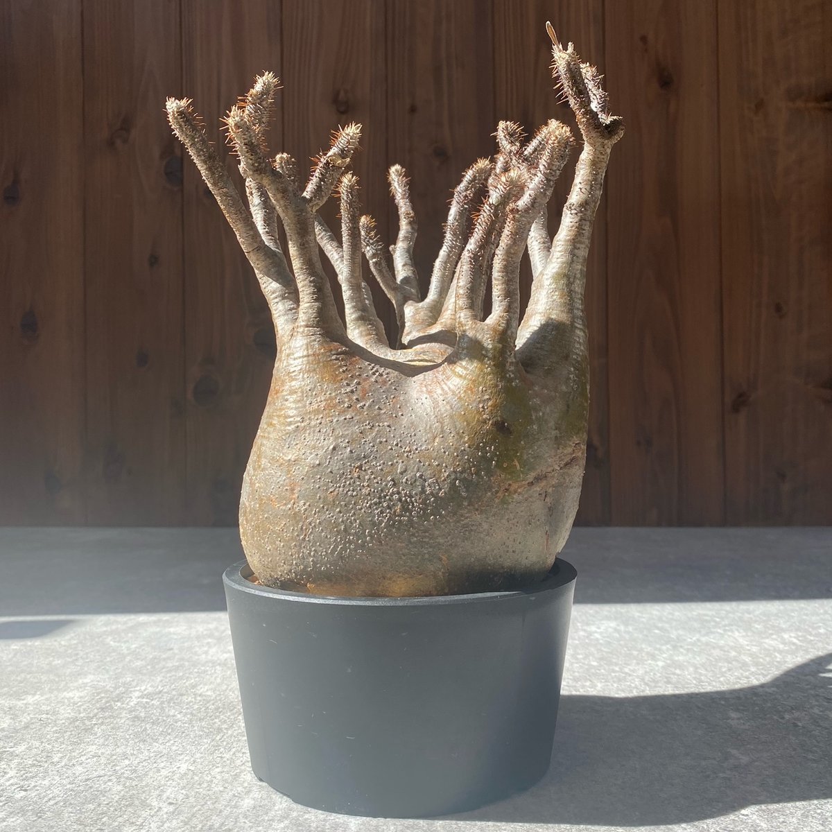 パキポディウム グラキリス No.26-114 | misomaru_base