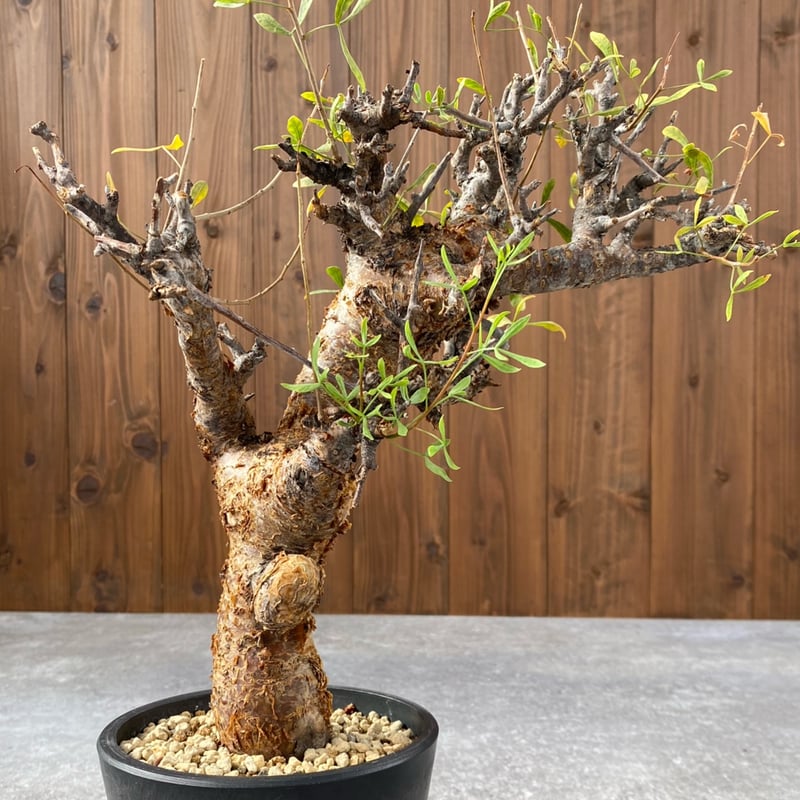 コミフォラ フォリアセア No.1459 | misomaru_base