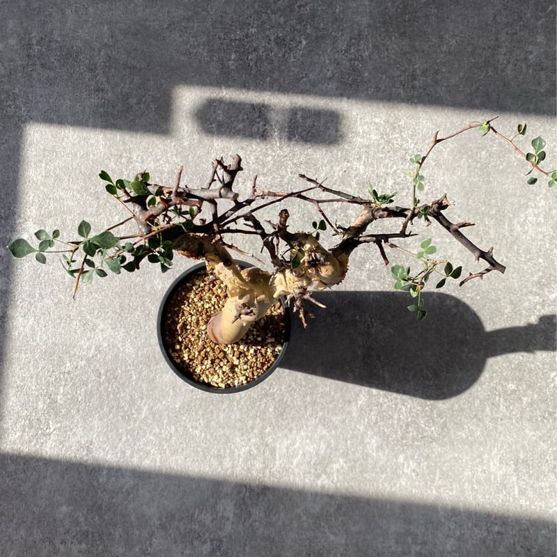 コミフォラ カタフ ピュア No.1418 | misomaru_base