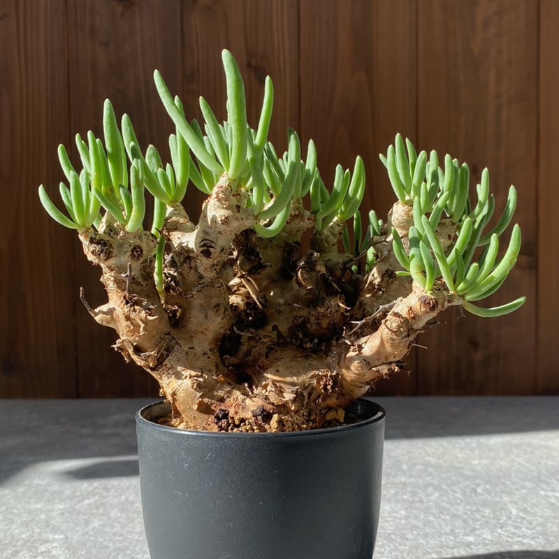 チレコドン レティキュラーツス No.1711 | misomaru_base