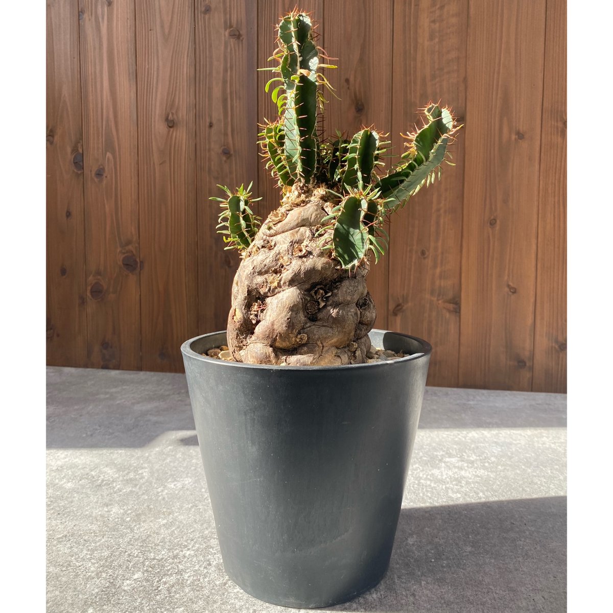 ユーフォルビア ムランジーナ No.26-21 | misomaru_base