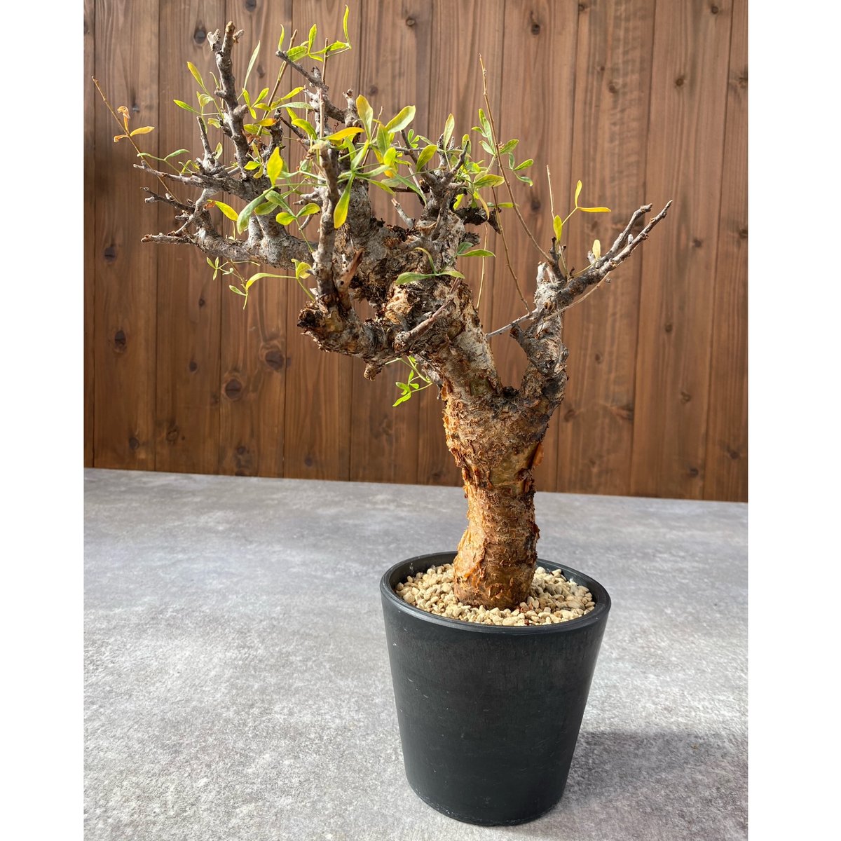 コミフォラ フォリアセア No.1459 | misomaru_base