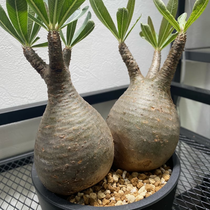 ★*★様 パキポディウム　グラキリス パキポディウム グラキリス-PG283 | Supervoid Caudex