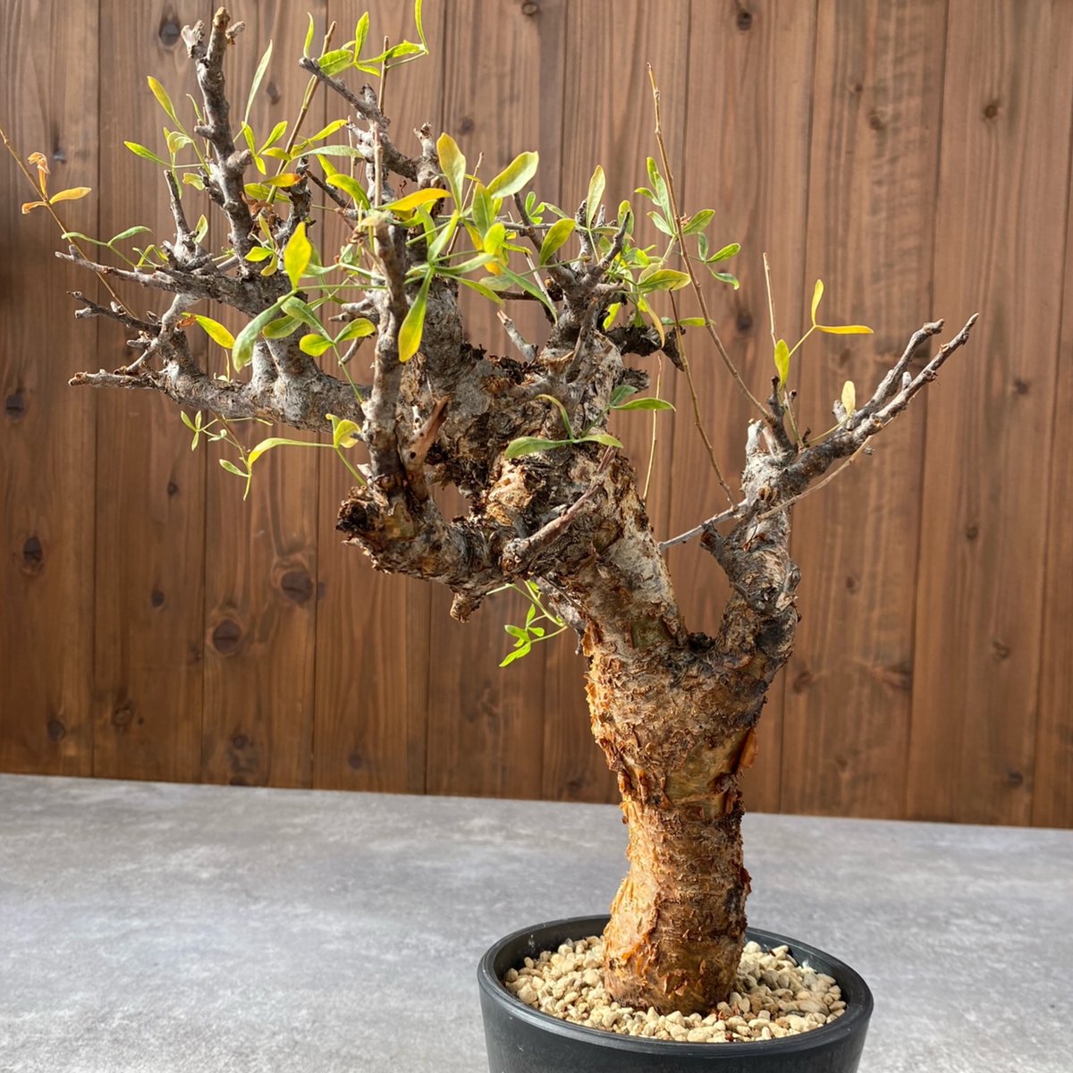 コミフォラ フォリアセア No.1459 | misomaru_base