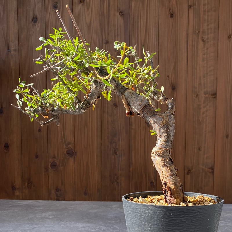 コミフォラ フォリアセア No.1395 | misomaru_base