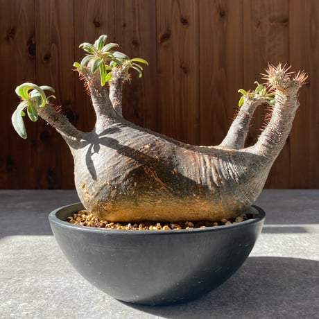 パキポディウムグラキリス | STORES