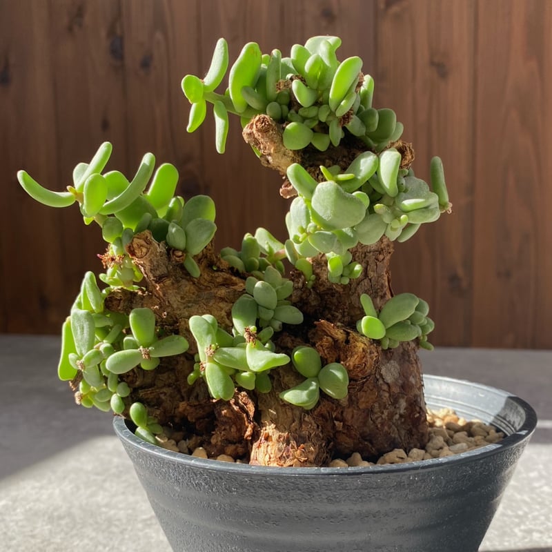 ケラリア ピグマエア No.1694 | misomaru_base