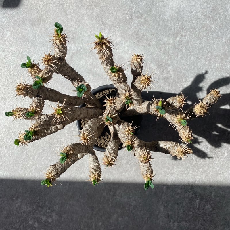 ユーフォルビア ギラウミニアナ No.26-130 | misomaru_base