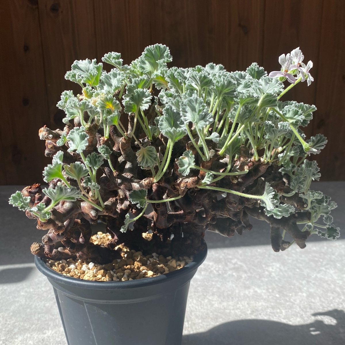 ペラルゴニウム ミラビレ No.26-85 | misomaru_base