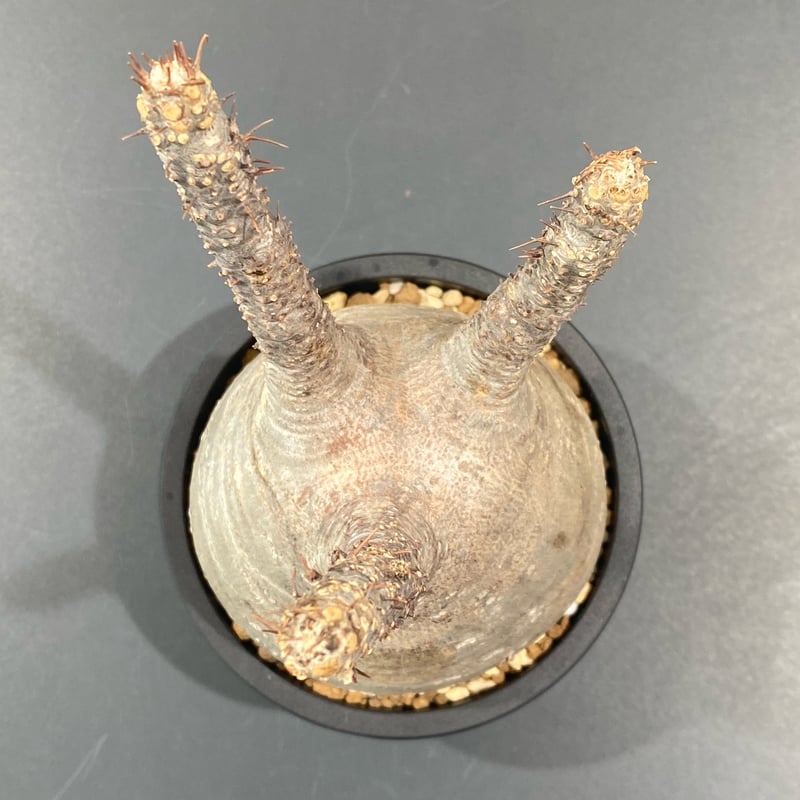 n*i様 グラキリス パキポディウム・グラキリス – TaiShoDo ONLINE SHOP