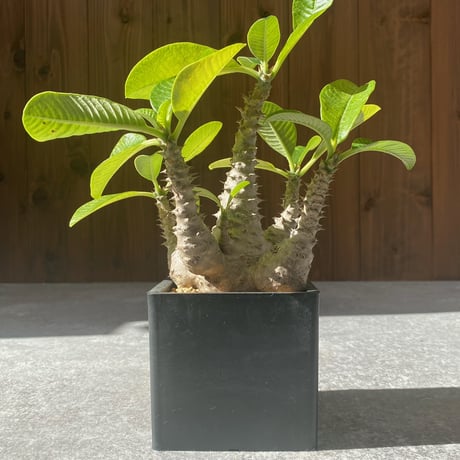 パキポディウムウィンゾリー | STORES