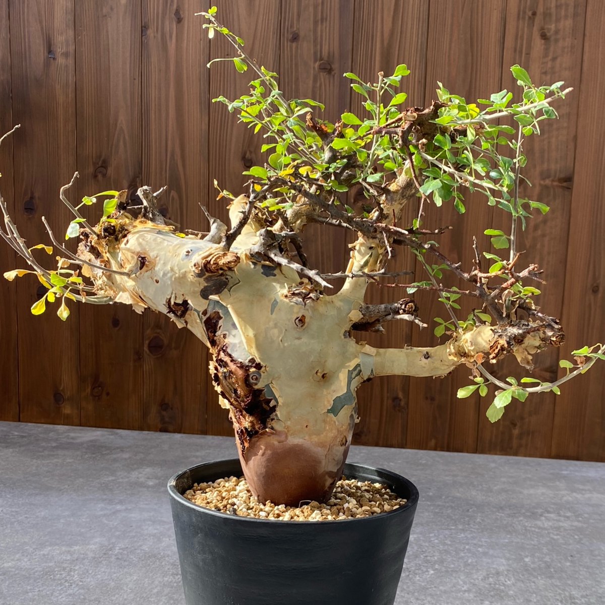 コミフォラ カタフ ターカネンシス No.1526 | misomaru_base