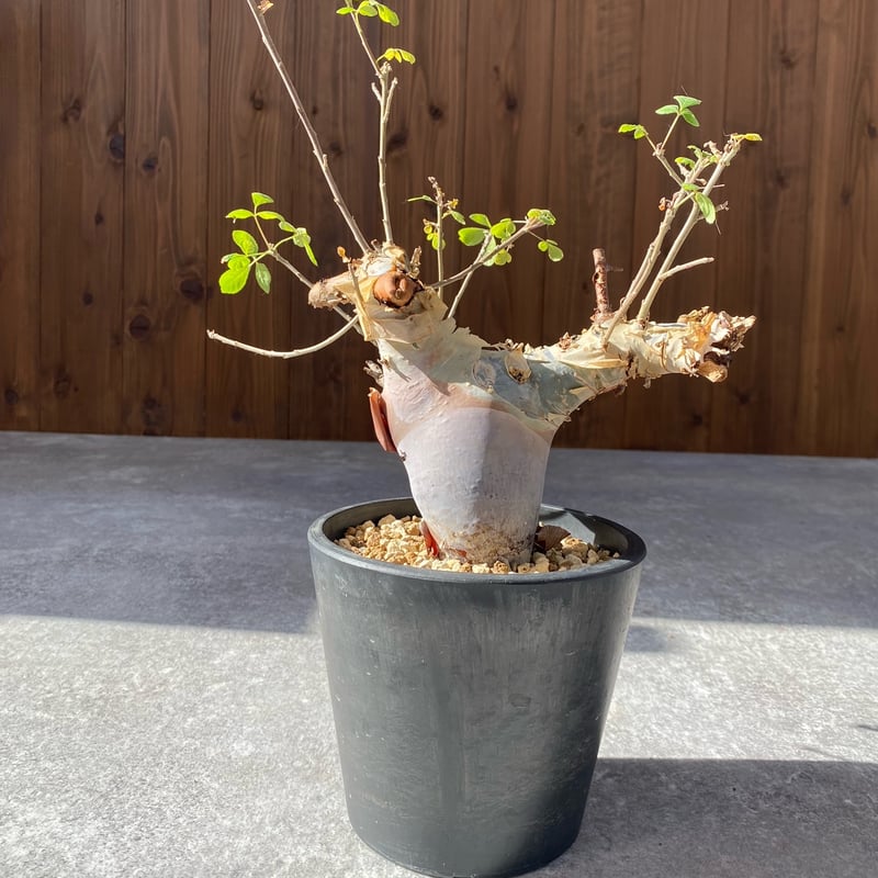 コミフォラ カタフ ターカネンシス No.1308 | misomaru_base