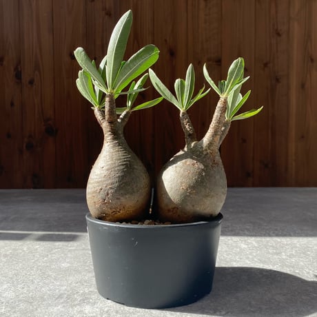 【双頭】パキポデウム・グラキリス ダブルヘッドグラキリス | STORES