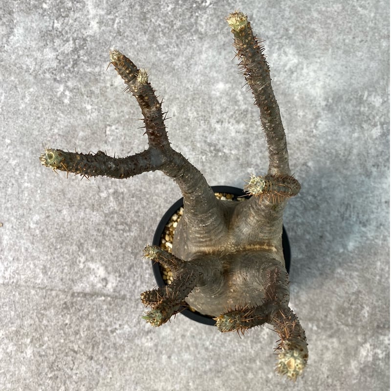 パキポディウム グラキリス(左のみ) WACK” ON YOUR SIDE】パキポディウム グラキリス WACK-B087 |