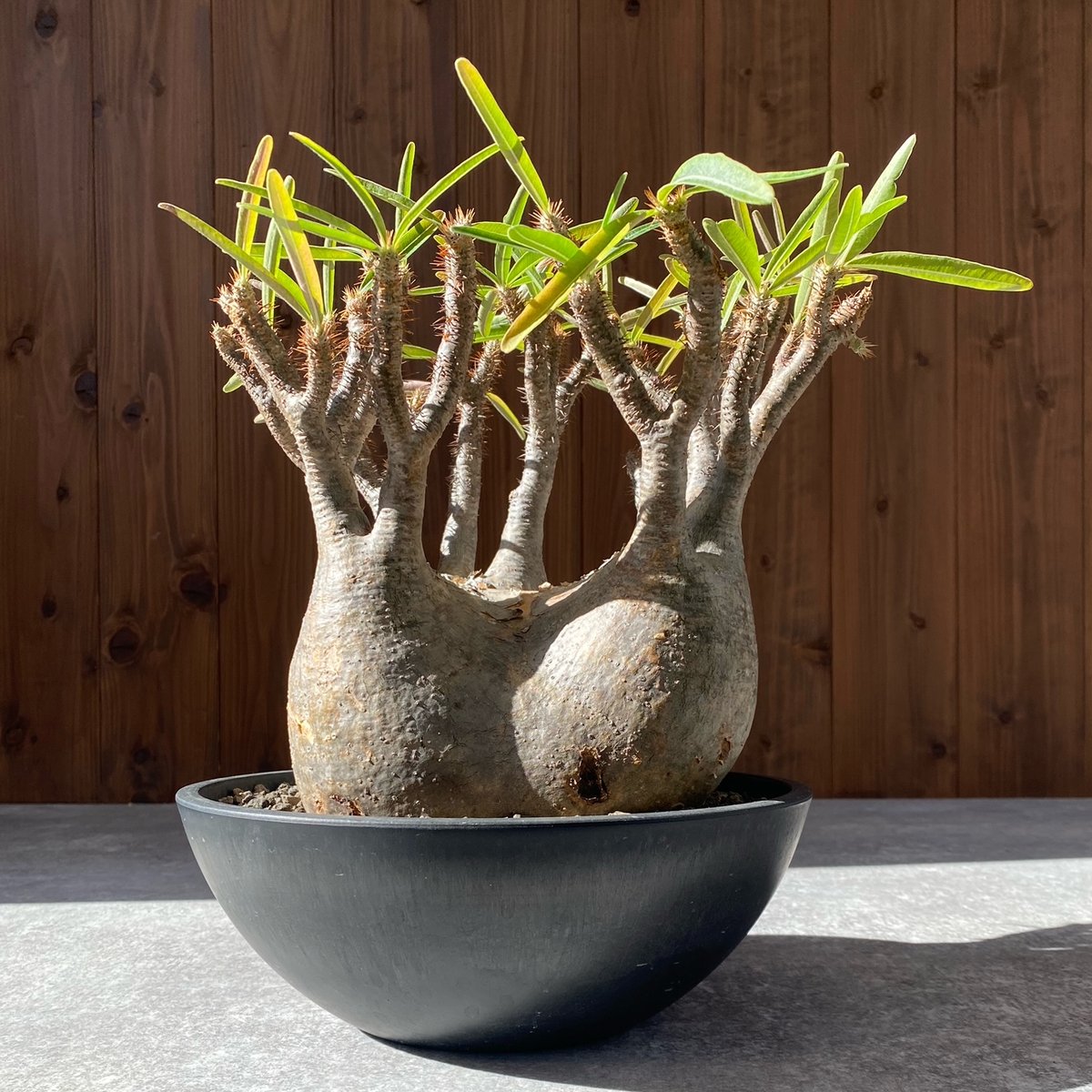 パキポディウム グラキリス No.213 | misomaru_base