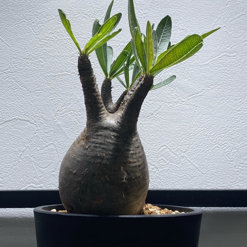 パキポディウム グラキリス No.1328 | misomaru_base