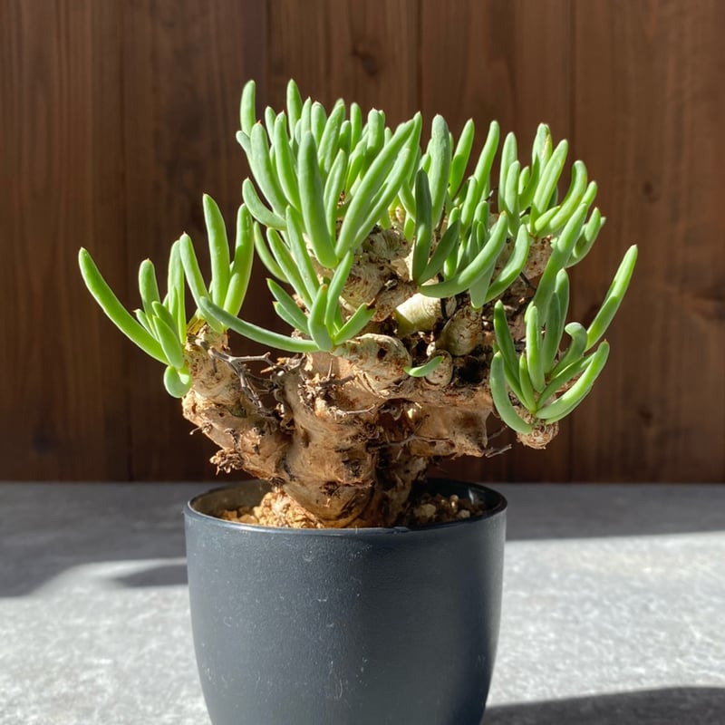 発根済み　鉢ごと　チレコドンレティキュラーツス 万物想】 チレコドン レティキュラーツス 発根済み 鉢植え 塊根植物