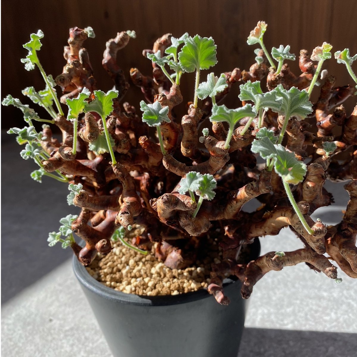 ペラルゴニウム ミラビレ No.1709 | misomaru_base