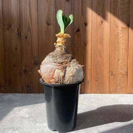 ブーファンハエマンソイデス | STORES