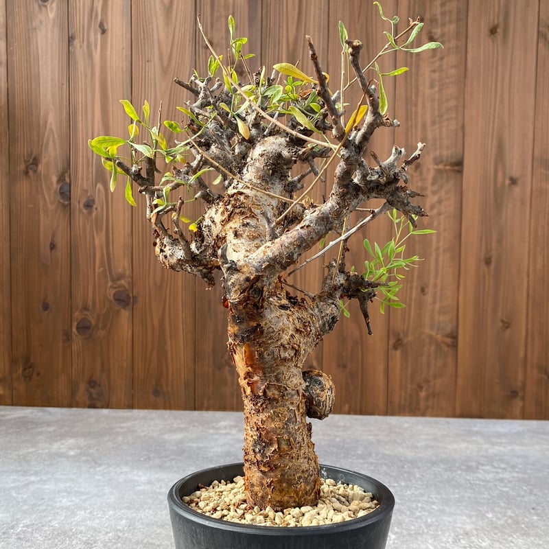 コミフォラ フォリアセア No.1459 | misomaru_base