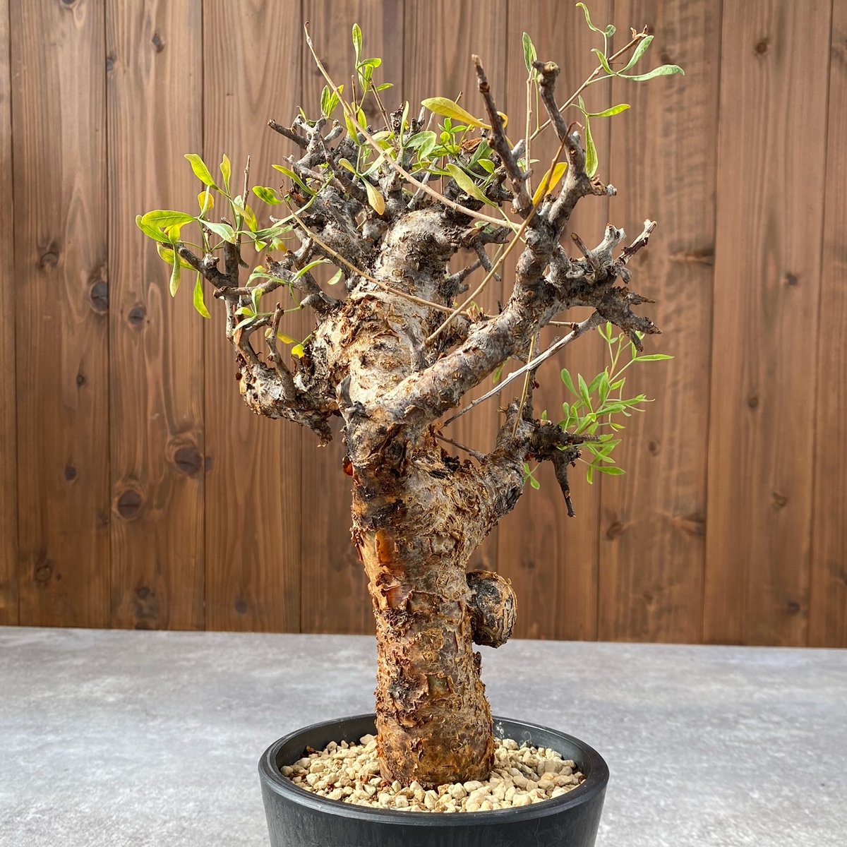 コミフォラ フォリアセア No.1459 | misomaru_base