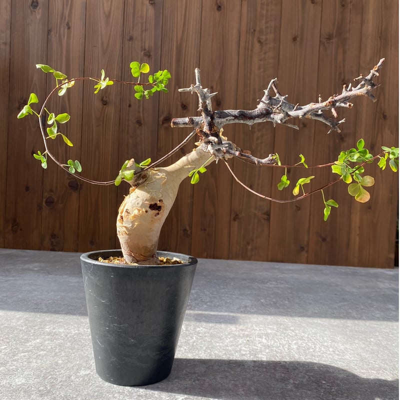 コミフォラ カタフ ピュア No.1309 | misomaru_base