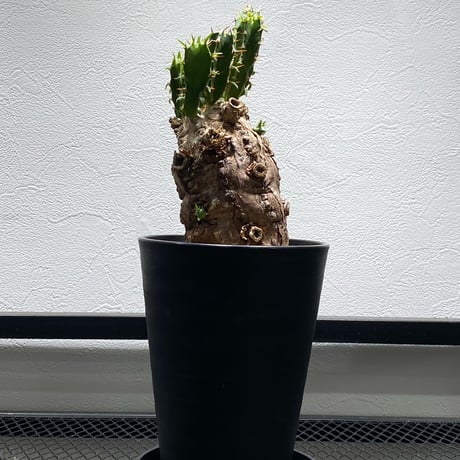 ユーフォルビア | STORES