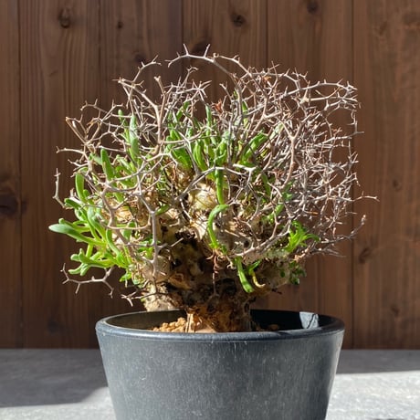 チレコドン レティキュラーツス No.26-29