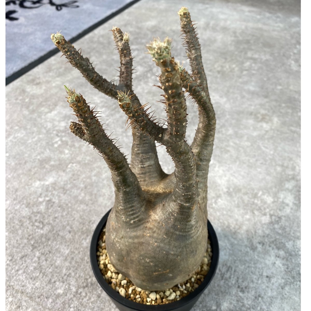 myhobさん専用！！　パキポディウムグラキリス myhobさん専用！！ パキポディウムグラキリス