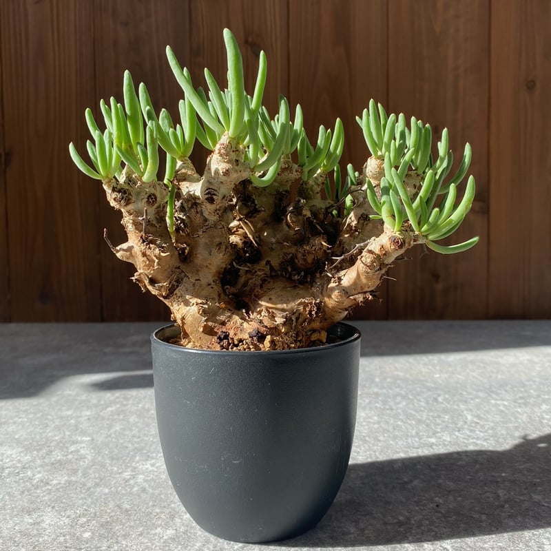 チレコドン レティキュラーツス No.1711 | misomaru_base