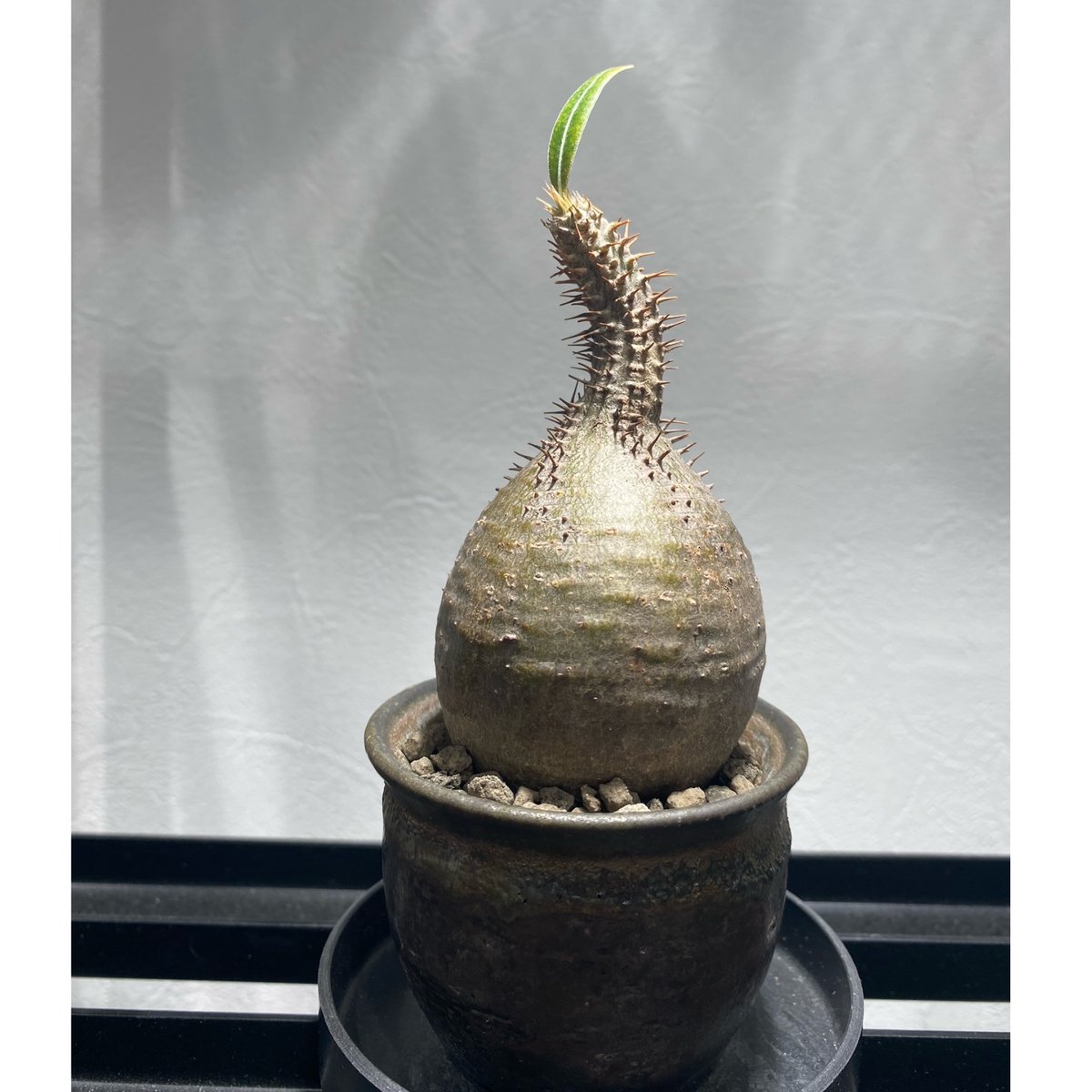 パキポディウム グラキリス(真ん中のみ) パキポディウム グラキリス No.423 | misomaru_base