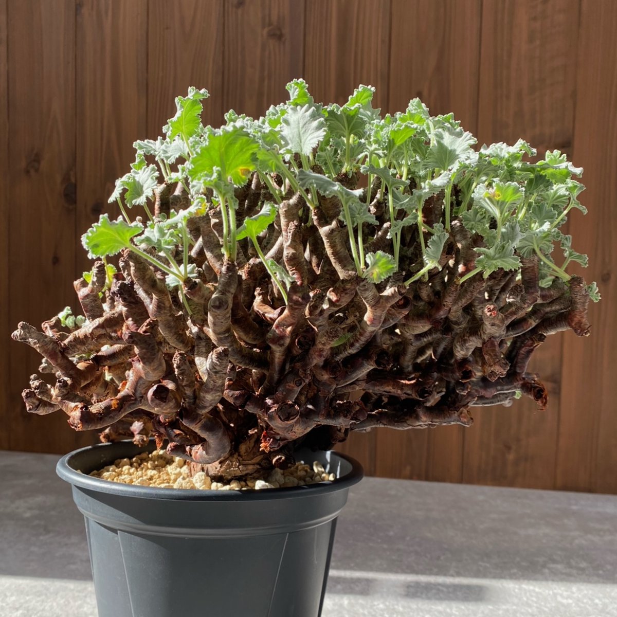 ペラルゴニウム ミラビレ No.1595 | misomaru_base