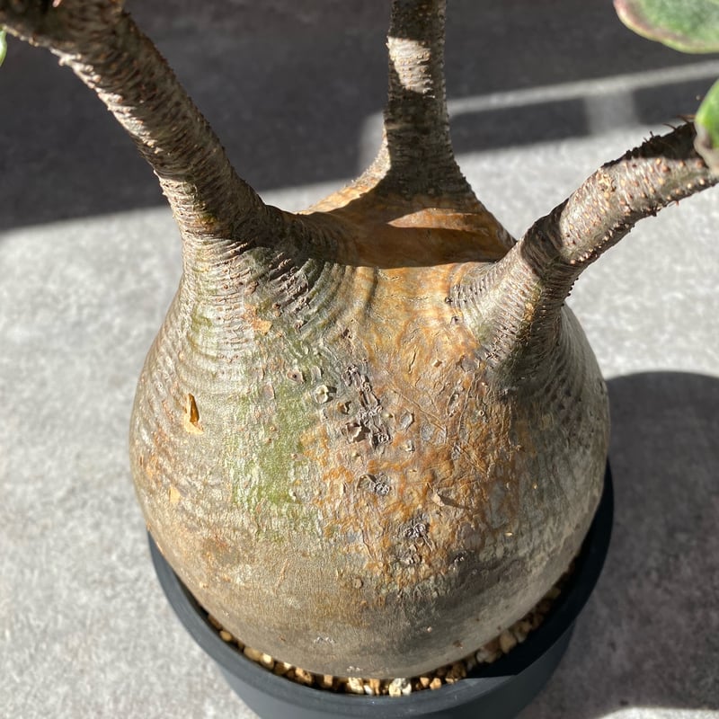 パキポディウム グラキリス No.1550 | misomaru_base