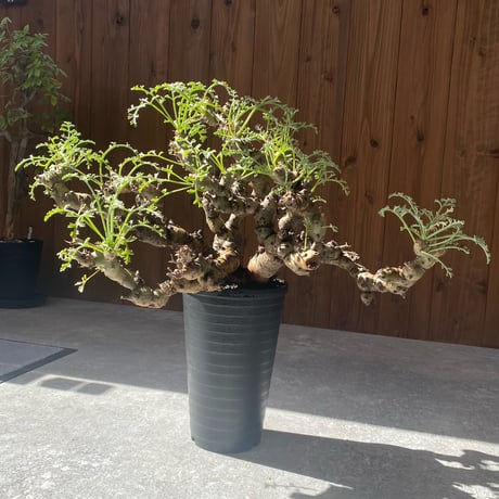 ペラルゴニウムクリズミフォリウム | STORES