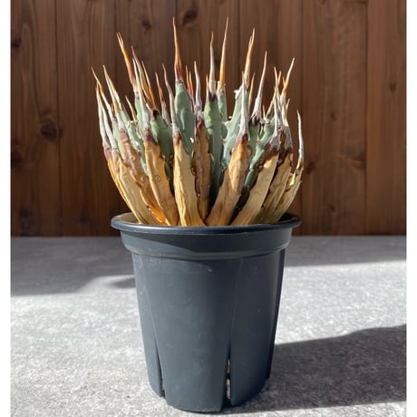 アガベユタエンシスエボリスピナ | STORES