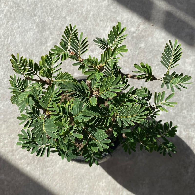 センナ メリディオナリス No.1218 | misomaru_base