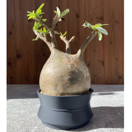 パキポディウムグラキリス | STORES