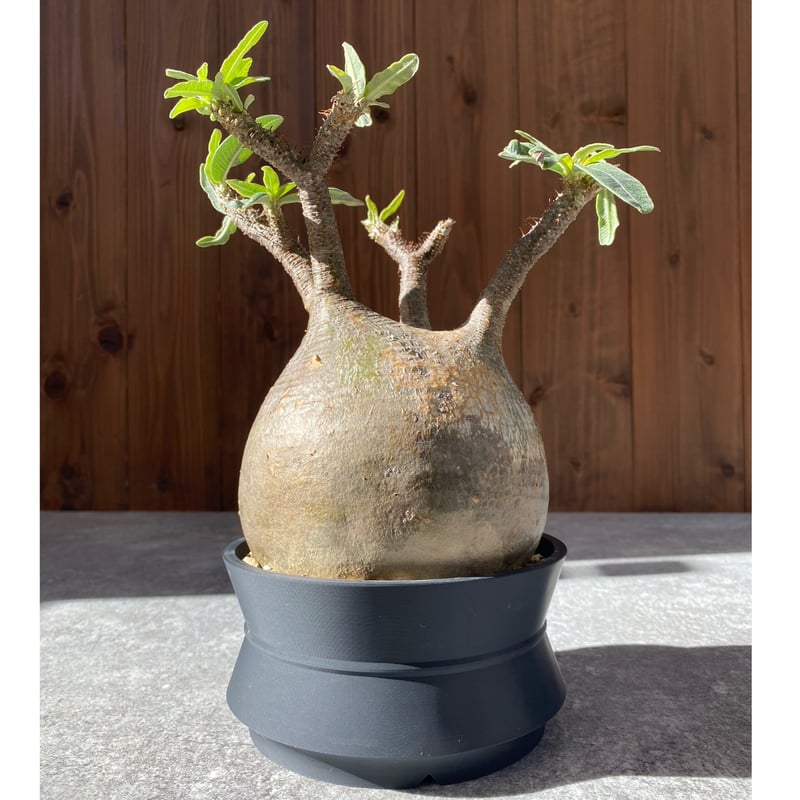 パキポディウム グラキリス No.1550 | misomaru_base