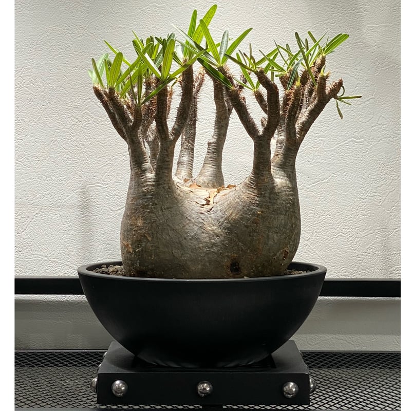 パキポディウム グラキリス No.213 | misomaru_base