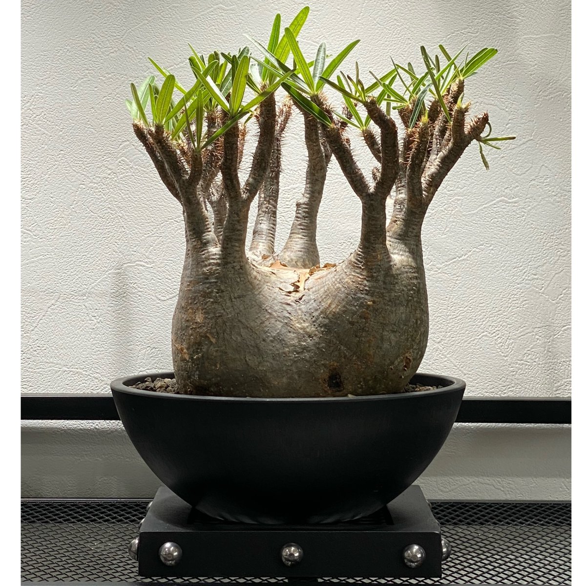 パキポディウムグラキリス パキポディウム グラキリス No.213 | misomaru_base