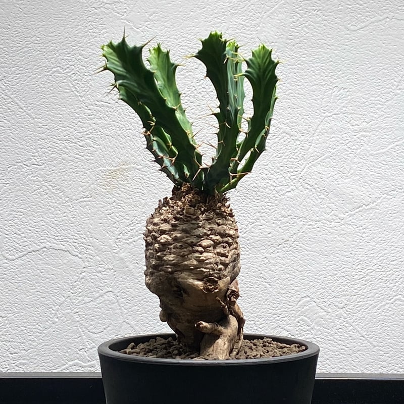 ユーフォルビア　クラビゲラ 鉢ごと発送　月曜日発送 ユーフォルビア クラビゲラ【774】 | PROTOLEAF プロトリーフ