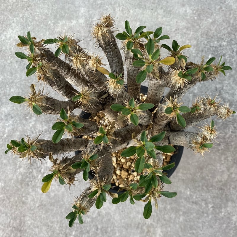 ユーフォルビア ギラウミニアナ No.1496 | misomaru_base