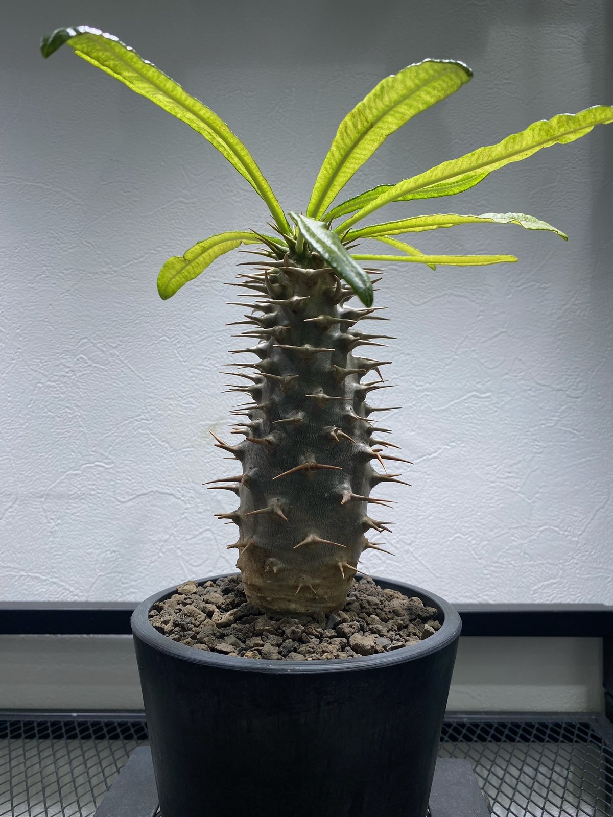 て*き様 【セール】 アンボンゲンセ　特選白肌　パキポディウム 　塊根　サボテン パキポディウム・アンボンゲンセ - 多肉植物のお店 彩香 公式サイト