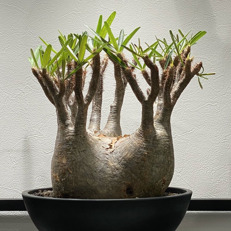 パキポディウム グラキリス No.213 | misomaru_base