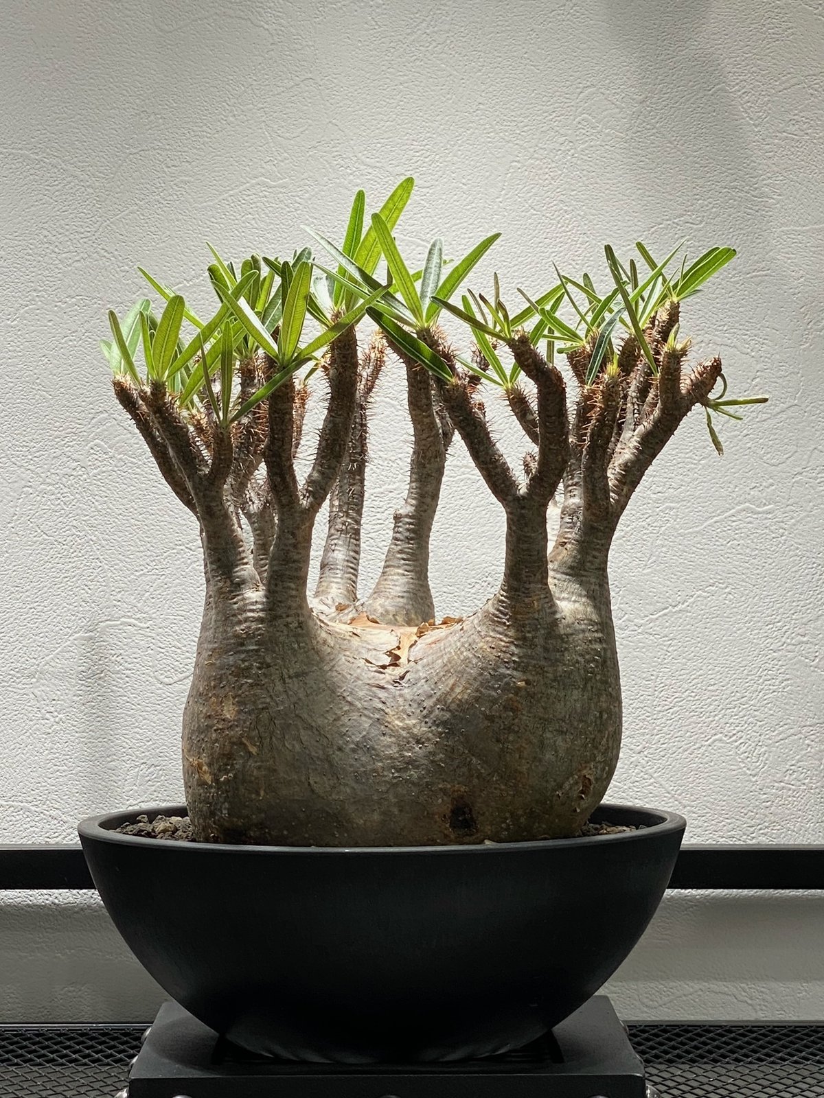 パキポディウム グラキリス(真ん中のみ) パキポディウム グラキリス No.213 | misomaru_base