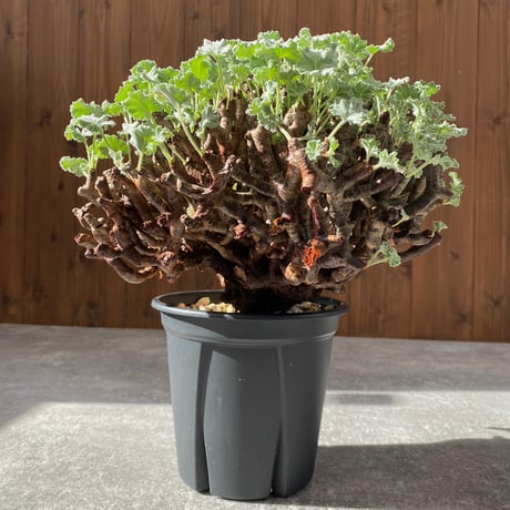 ペラルゴニウムミラビレ | STORES