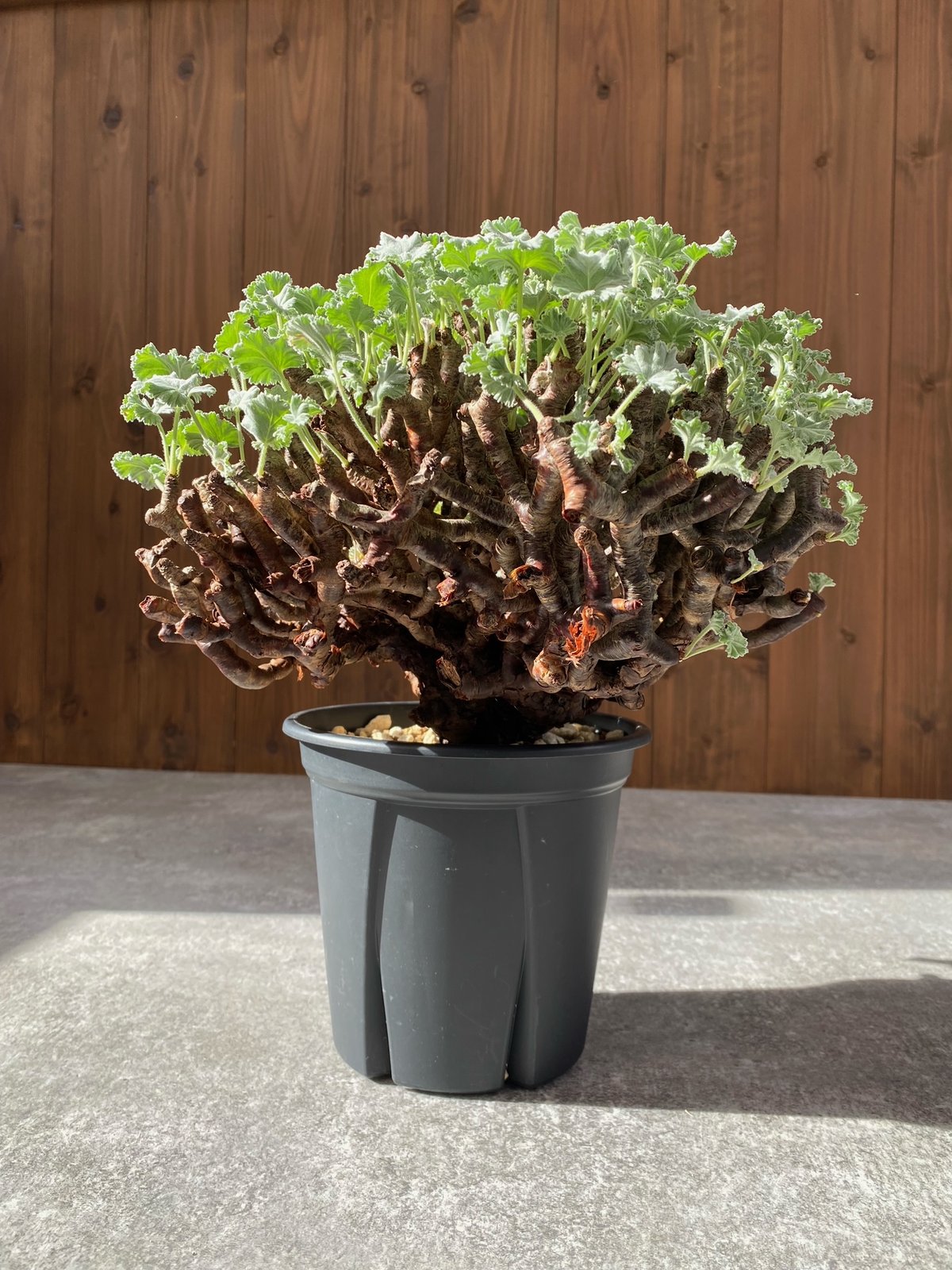 ペラルゴニウム ミラビレ No.1595 | misomaru_base