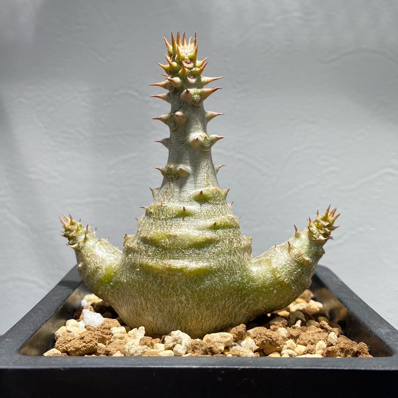 パキポディウム ウィンゾリー No.1268 | misomaru_base