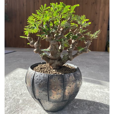 センナメリディオナリス | STORES